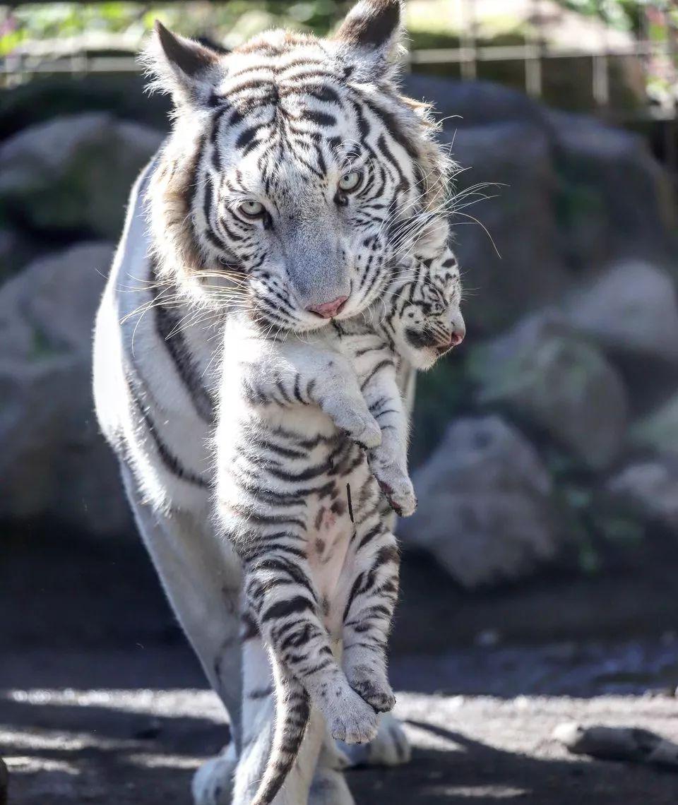 在虎妈妈面前完全没有面子可言的小老虎,内心是崩溃的