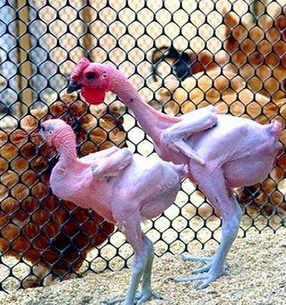 为什么动物和人能合二为一了