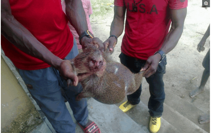 一位中国商人到非洲做生意, 每天吃饭都是挑战, 当地人最爱吃野味