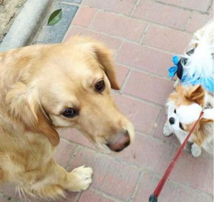 吉娃娃虐恋金毛, 奈何体型相差实在太大, 主人也爱莫能助!