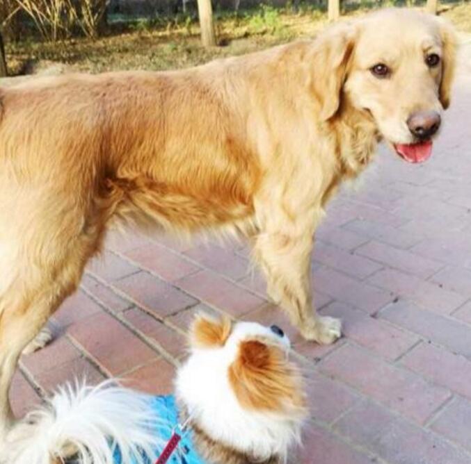 吉娃娃虐恋金毛, 奈何体型相差实在太大, 主人也爱莫能助!