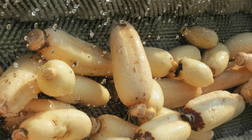 还在用清水洗莲藕吗水里加点它莲藕孔个个干净没残留淤泥