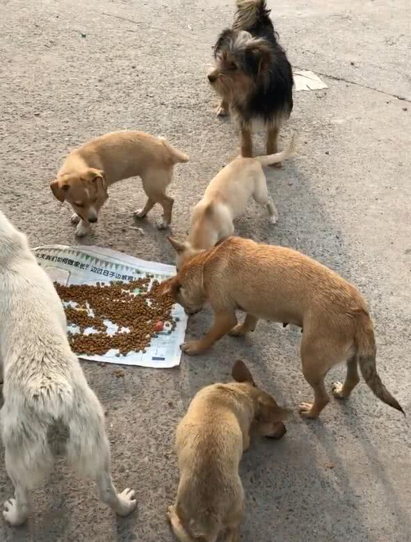 一群流浪狗被施舍狗粮,狼吞虎咽,摇着尾巴放下警惕性!