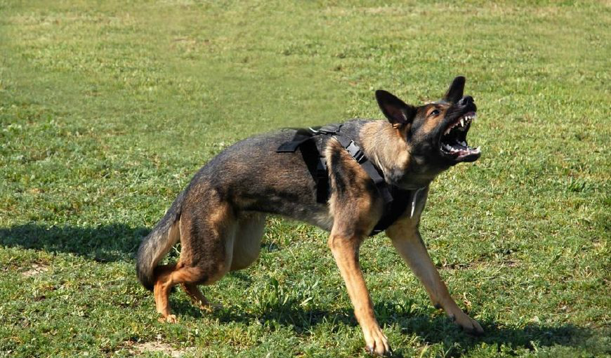 盘点太过凶狠的五大猛犬,遭多国禁养,比特犬排第一