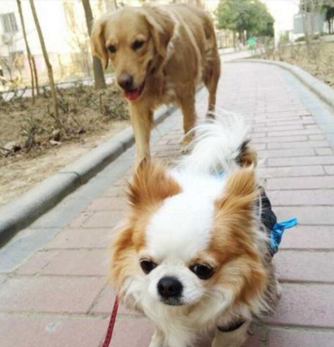 吉娃娃虐恋金毛, 奈何体型相差实在太大, 主人也爱莫能助!