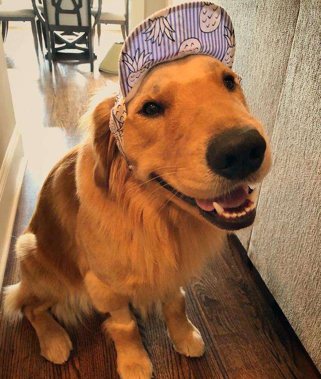 憨金傻笑超萌帅气跳跃踏浪平日还是医疗救护犬根本狗界天使