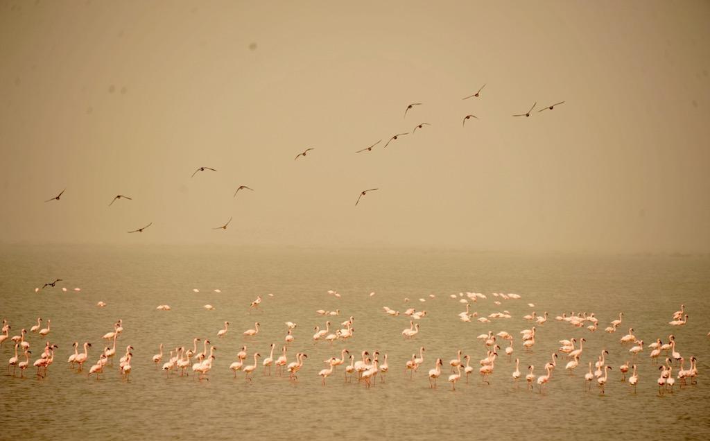 小攻略1:从毛里塔尼亚陆路过关到塞内加尔,免签