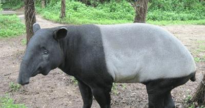 新加坡国宝级动物四不像网友调侃鼻子大物事大