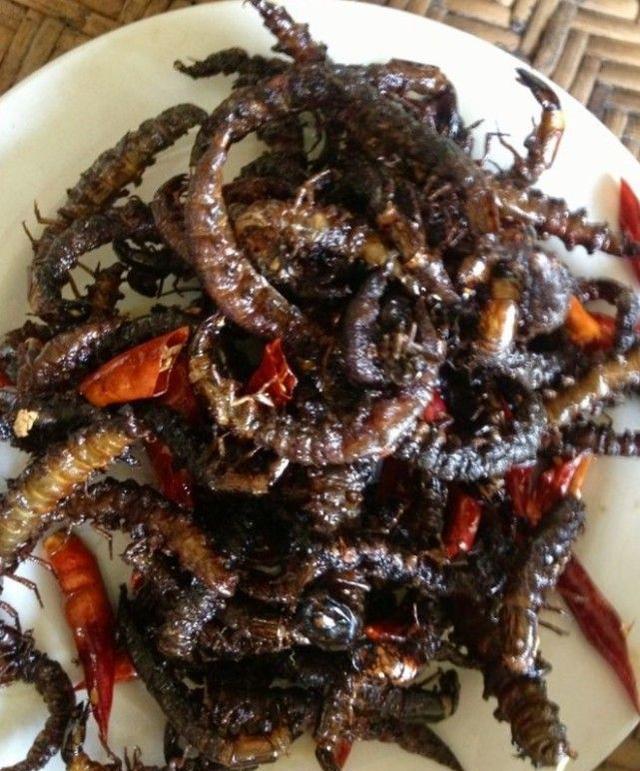 动物世界: 水蜈蚣再次群体性的泛滥, 河里的鱼难生存