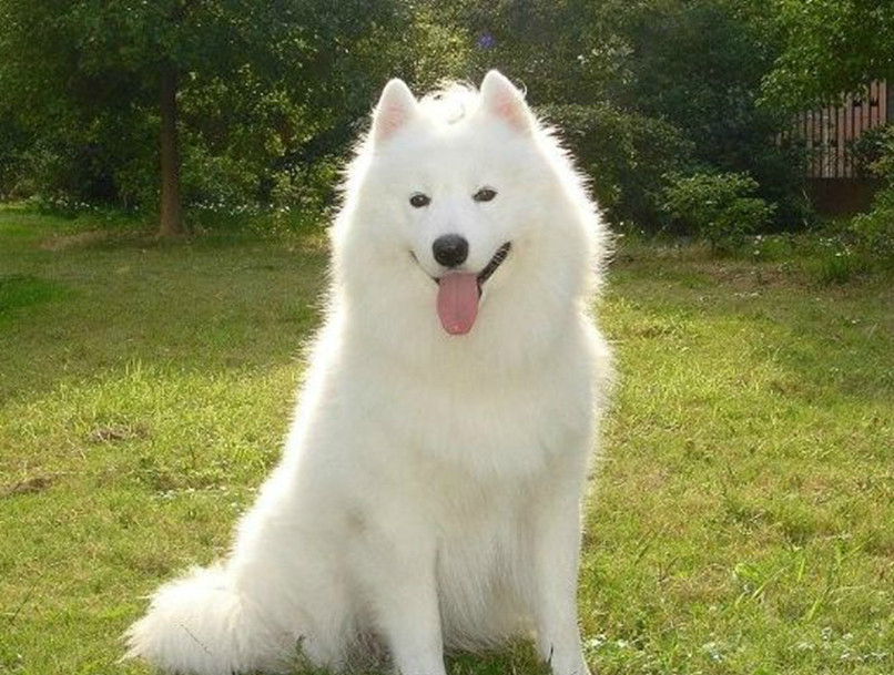 四只萨摩耶中混入一只博美犬你若能3秒找出算你厉害