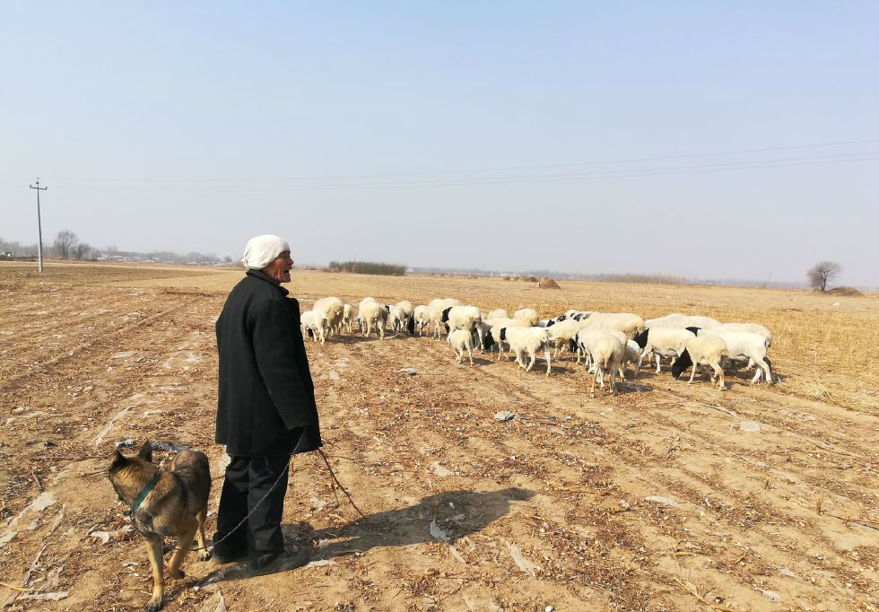 年过7旬放羊三十五载50只羊3头牛老人说这是乐趣