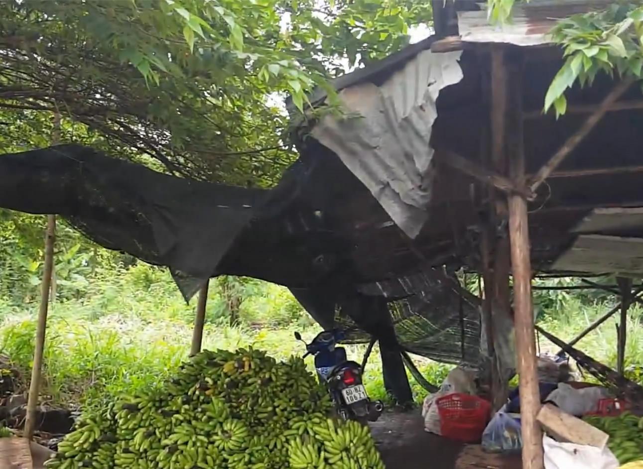 越南农村到处都是香蕉树, 香蕉摘后直接扔地上, 没有一个人肯吃