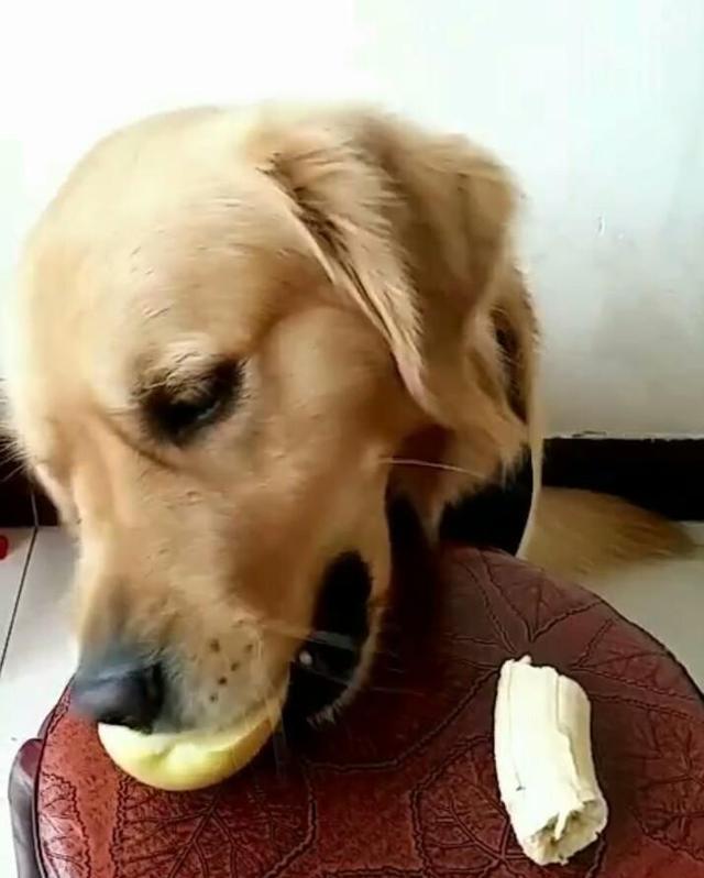 主人喂狗狗吃水果,苹果和香蕉任选一个,最后的场景暖化了