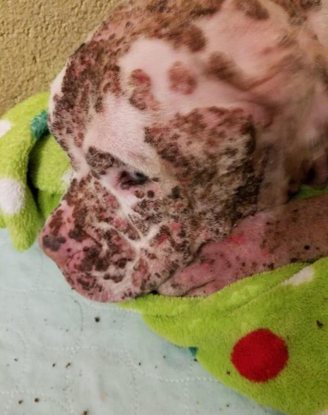 狗狗惹到上千只蜜蜂,被叮得浑身是伤,医生看了都吓一跳