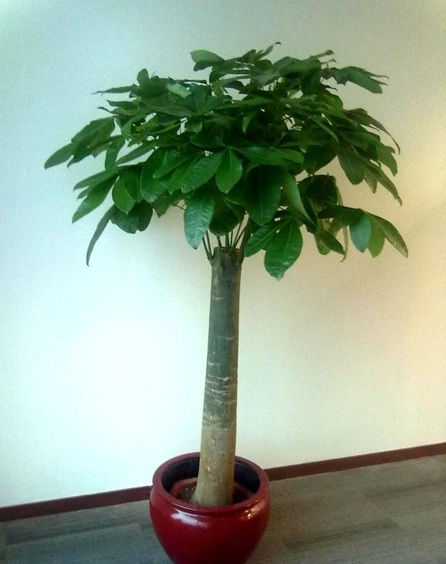 家里养发财树一定要注意这三点