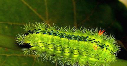 这几种毛毛虫有毒, 见到一定要绕行 !|有毒|刺蛾|虫_新浪新闻