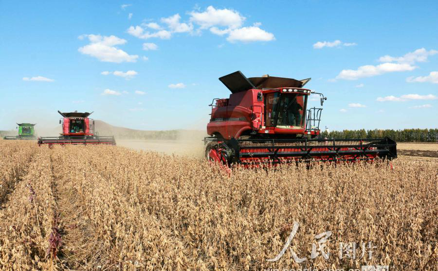黑龙江垦区,大垄密植大豆喜获丰收