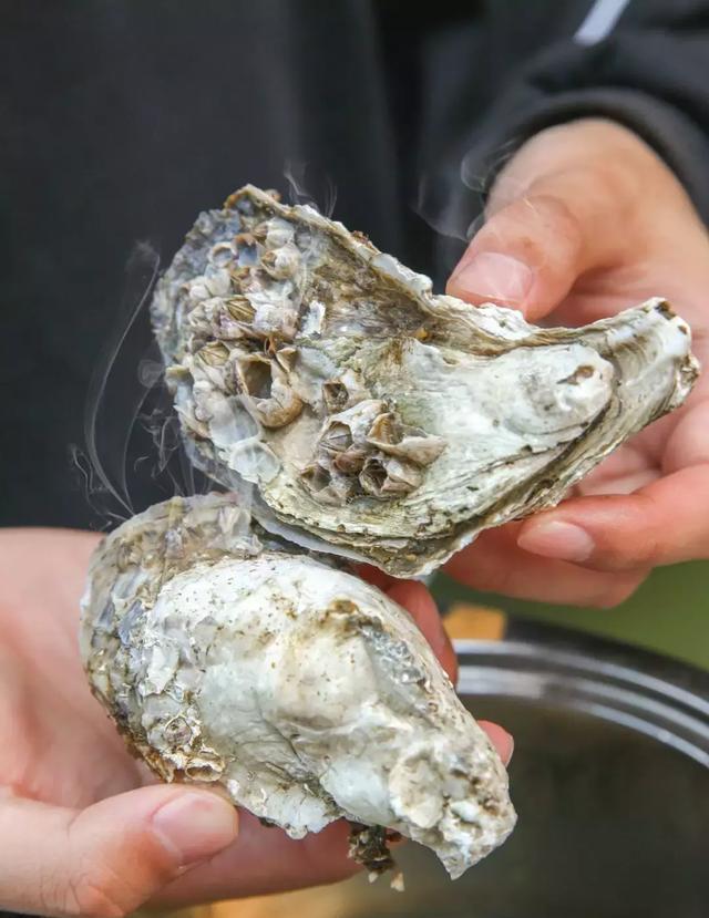 3个月连开3家的生蚝专门店,堆得越高越便宜!