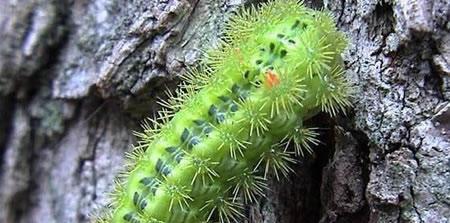 这几种毛毛虫有毒, 见到一定要绕行 !|有毒|刺蛾|虫_新浪新闻