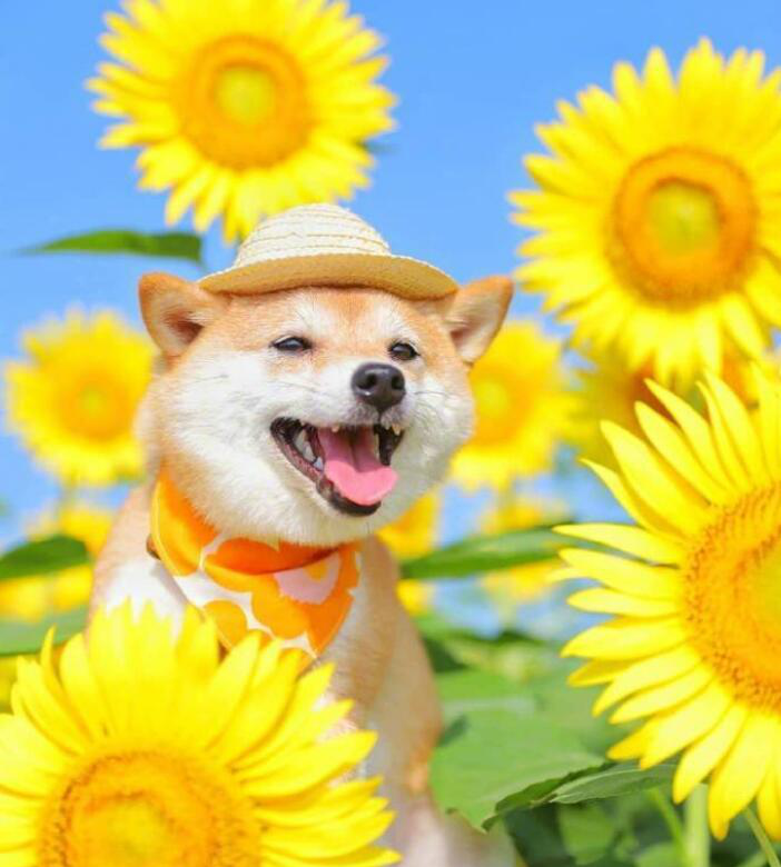 这个笑容,笑的很阳光了跟向日葵一样,特别阳光的感觉