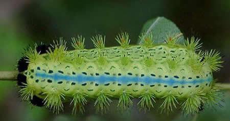 这几种毛毛虫有毒见到一定要绕行