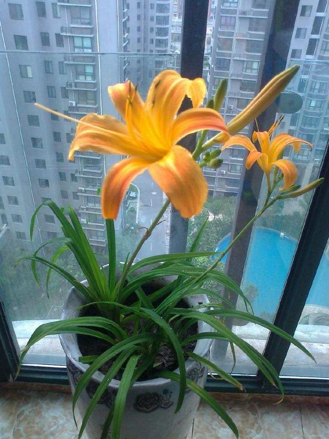 忘忧草是黄花菜吗(忘忧草是不是就是黄花菜)