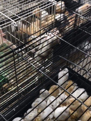 小仓鼠抓着铁笼倒挂,来来回回挂着走,主人看后笑得不行!