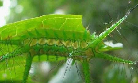但像活辣子,这种巨可爱的毛毛虫,可是有毒的,遇见它你要躲远点.