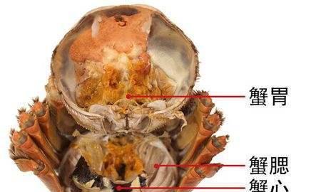 3,剥掉蟹肺,它位于蟹身的两旁,丢掉.