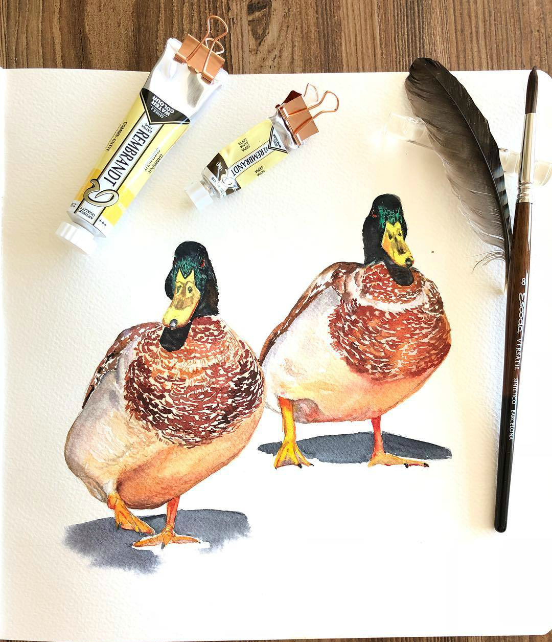 插画师的写实风格水彩手绘 第一张的孔雀好美啊 插画师的写实风格水彩手绘 第一张的孔雀好美啊