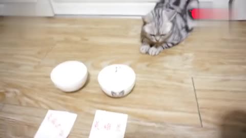 俄罗斯2018世界杯,猫咪神奇预测看好俄罗斯队