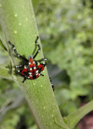 而"斑衣蜡蝉",则是一种似蛾似蝉,能跳能飞的昆虫,在农村俗称"花豆娘