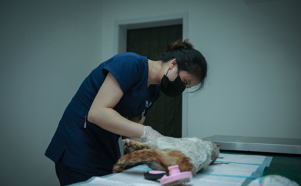 北京首位女性宠物殡葬师这行找男友不容易