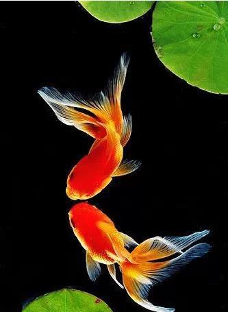 名媛金鱼百科全书