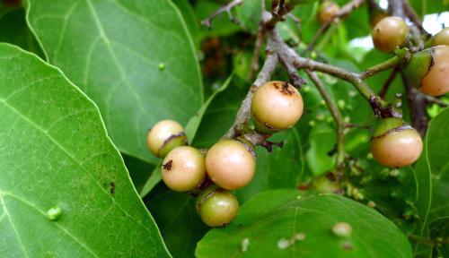 破布木果实能消减解除芒果毒性,还可去除鱼产品和海鲜类的腥味,常作为