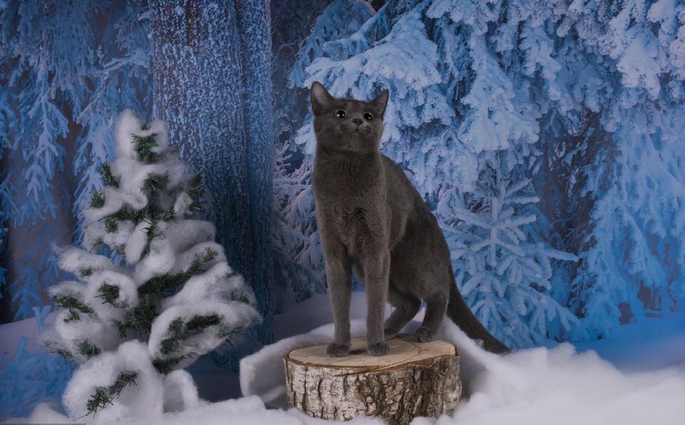 网友,养一只英短蓝猫是什么体验|蓝猫|英国短毛猫|猫咪_新浪新闻