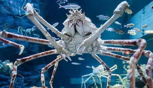 盘点人类在海洋中发现的巨型怪物,很多能一口