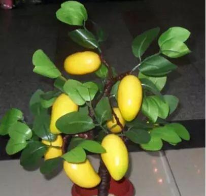 最主要的是,芒果盆栽看起来十分的好看,一点也不比那些精心打理出来的