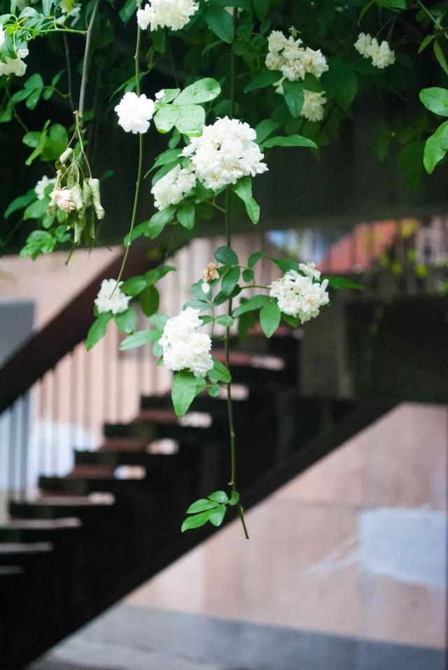 又遭刷屏了成都街头的七里香一开都成了诗人