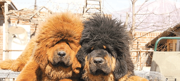 藏獒经济的崩塌, 预示着藏獒的没落|崩塌|藏獒|藏狗_新浪新闻