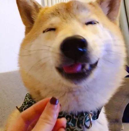 主人捏了一把空气给狗,它嚼过后,开心得像个200斤的傻胖子