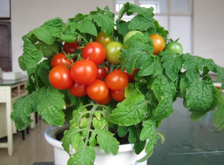 你养的番茄盆栽为什么枝叶长的茂密 ,却不开花结果呢?!