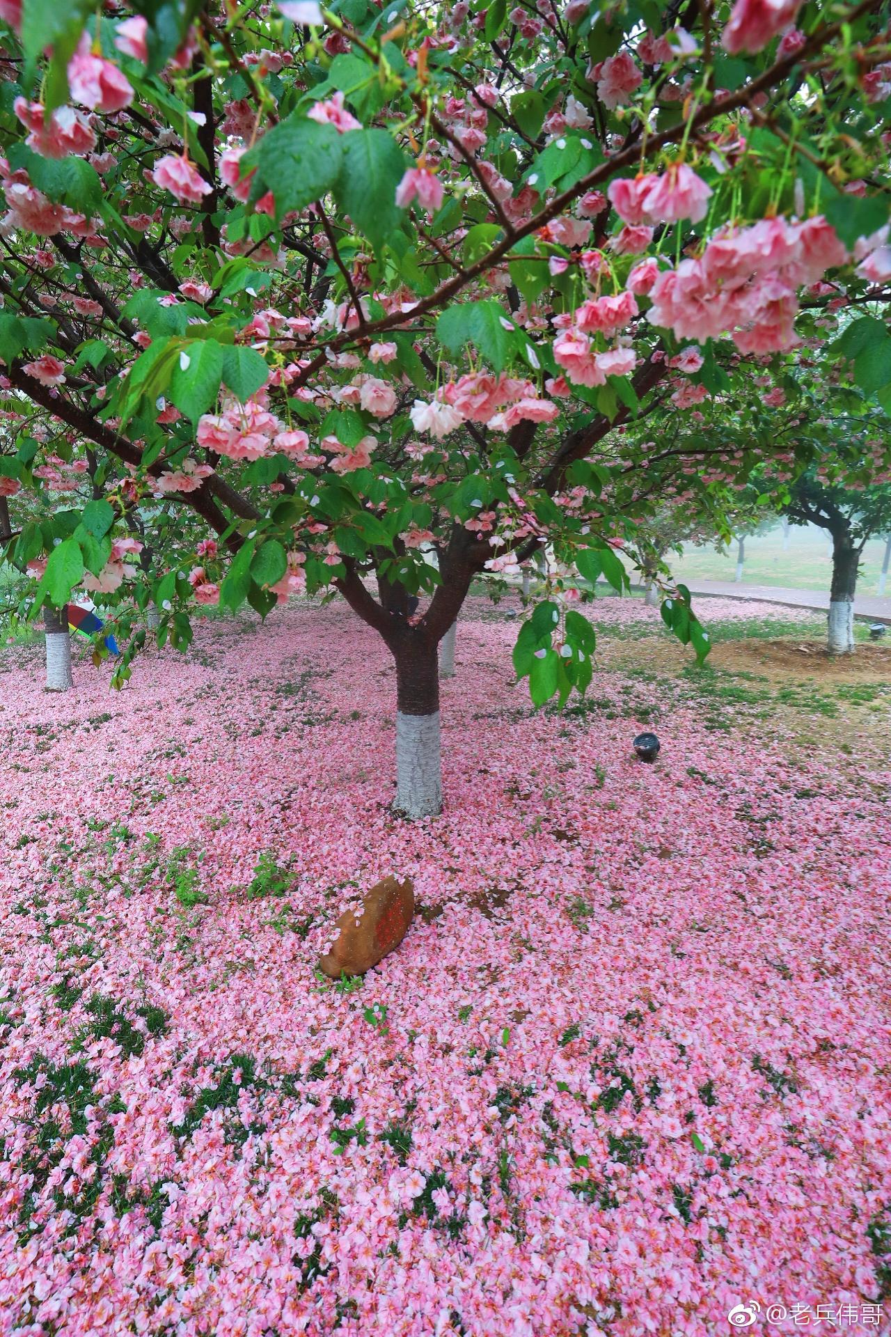 遇见大连61那场落樱缤纷