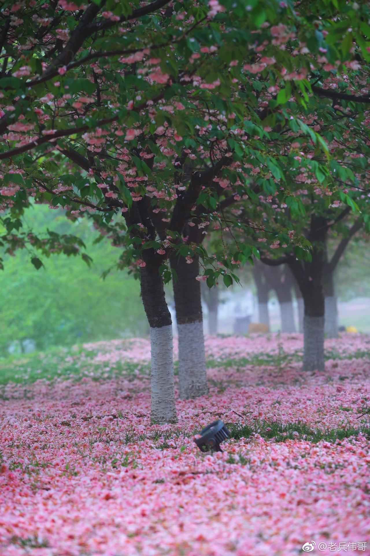 遇见大连61那场落樱缤纷