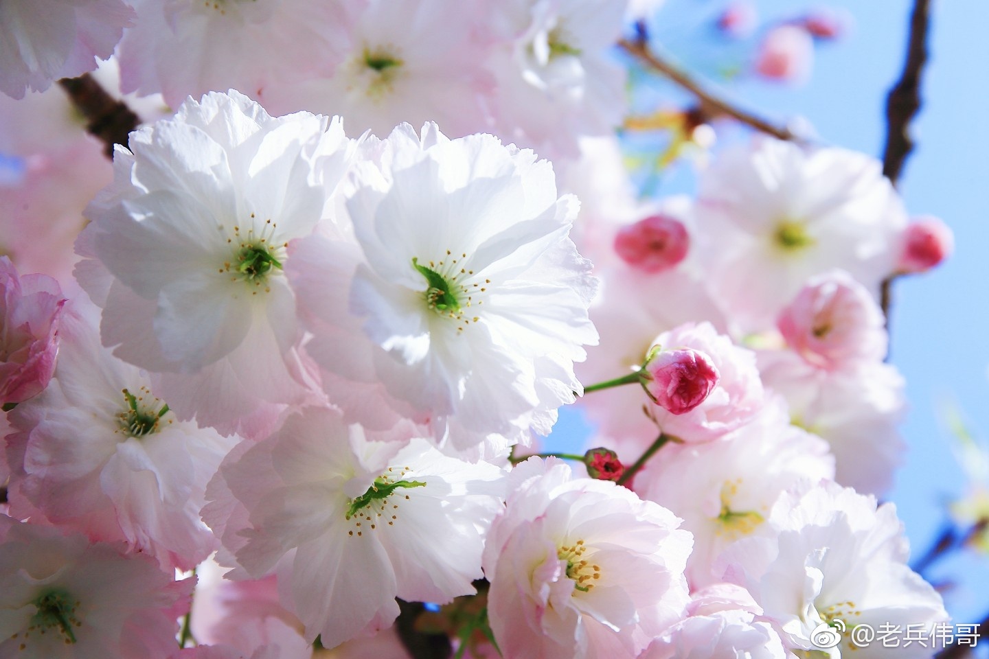 这种樱花来自四月底的旅顺203樱花园，叫松月樱|樱花园|樱花|松月|旅顺|晚樱_新浪新闻