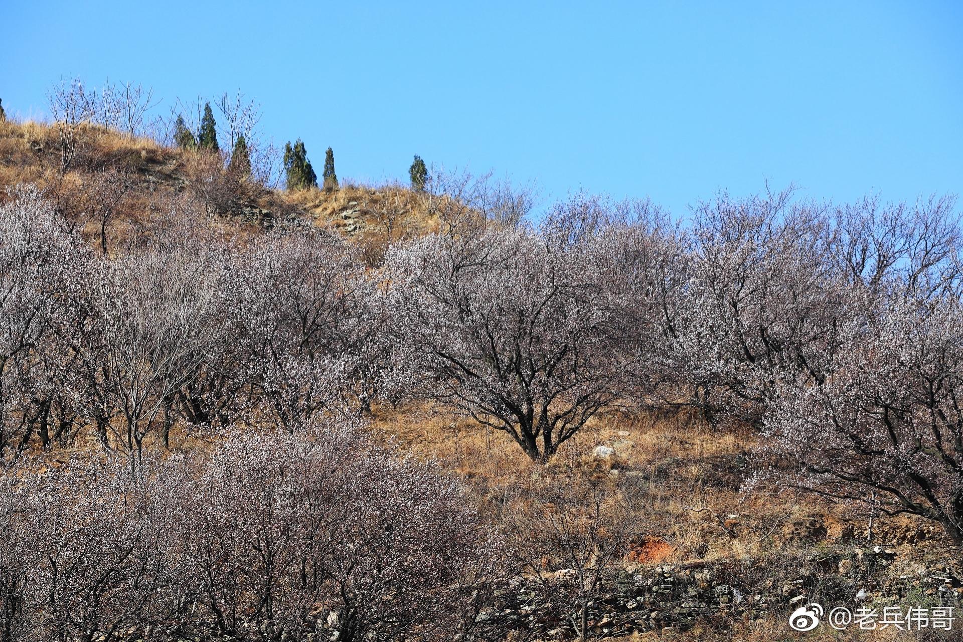 四月东北的春天刚刚开启也许因为来得有点晚