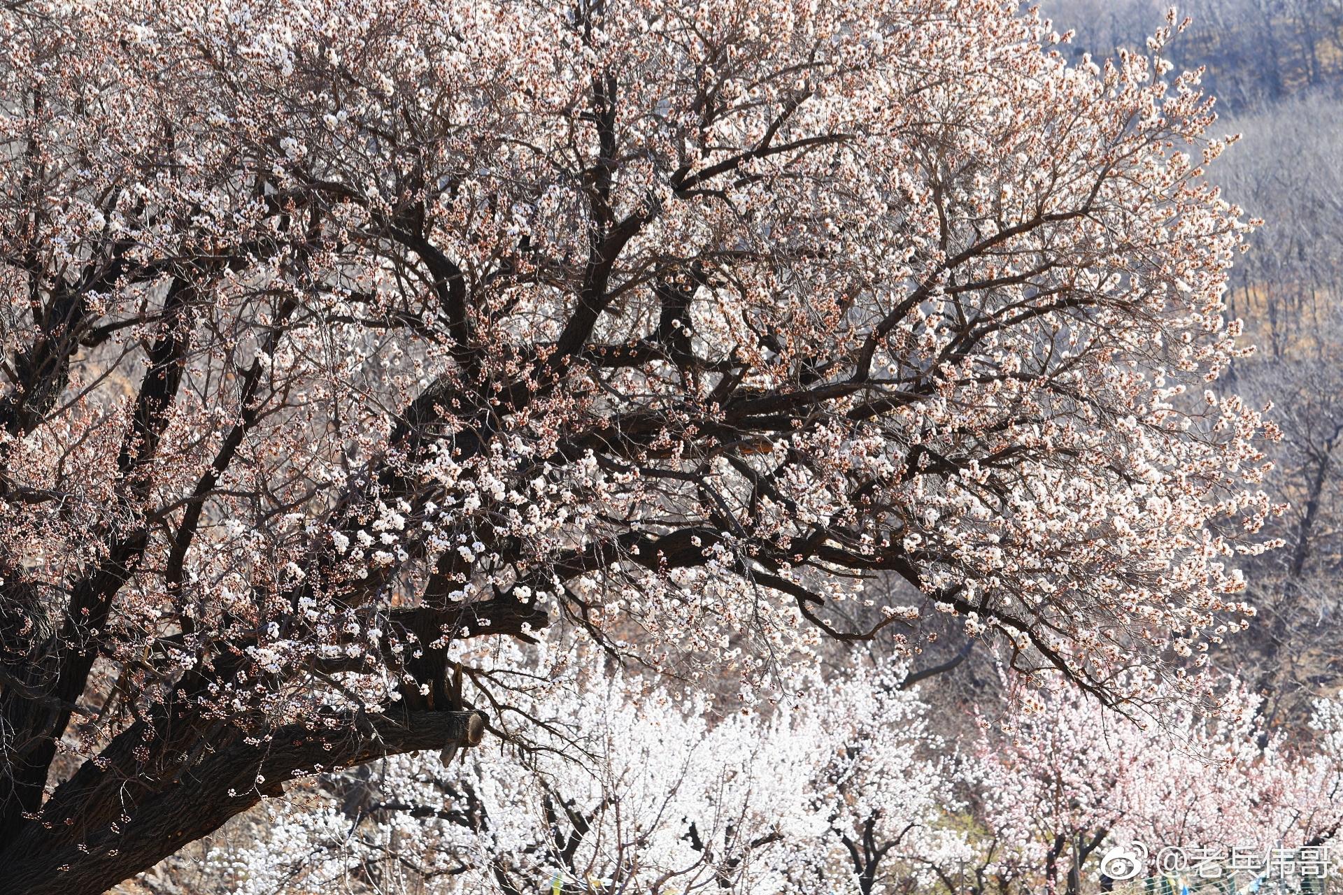 四月东北的春天刚刚开启也许因为来得有点晚