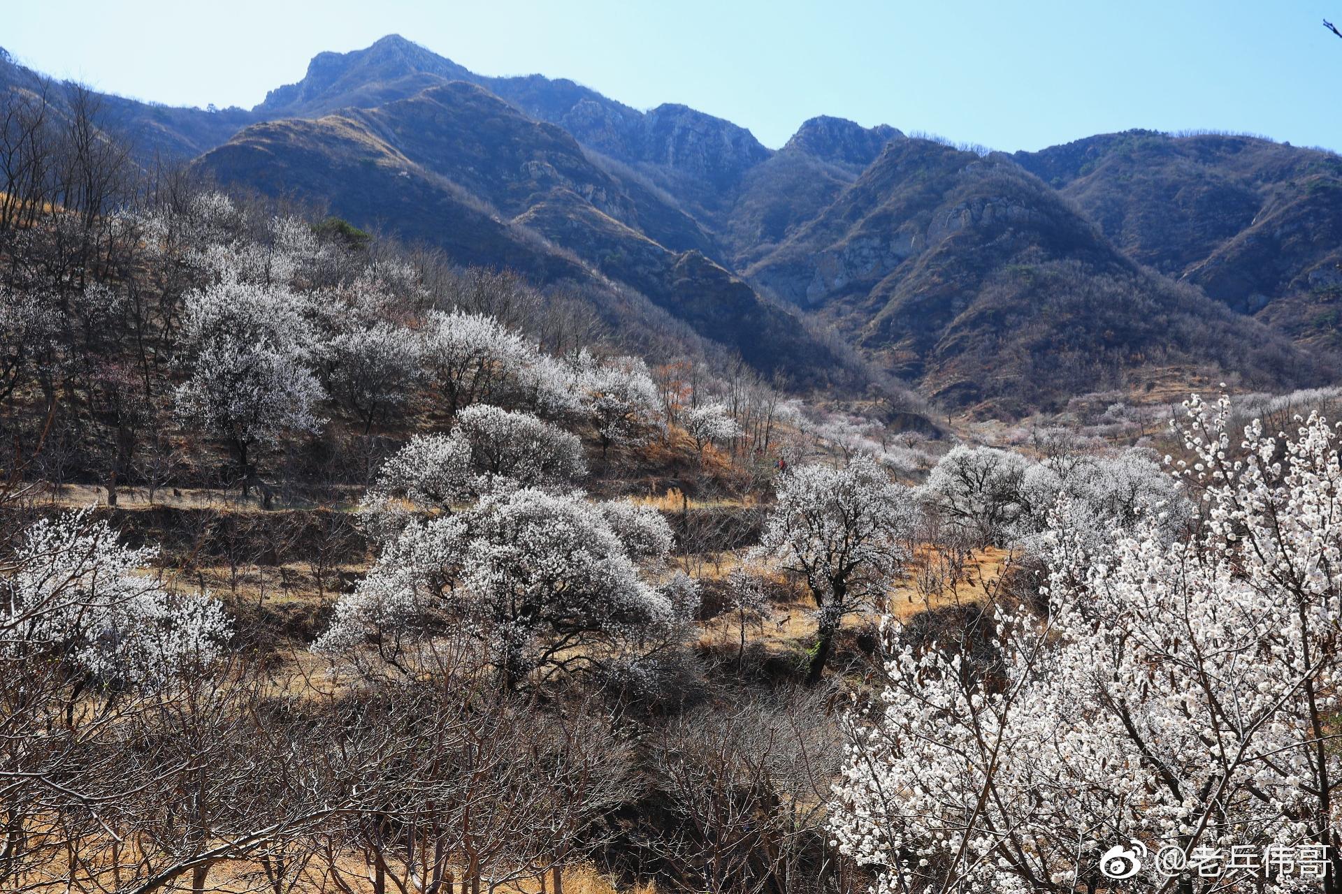 四月东北的春天刚刚开启也许因为来得有点晚