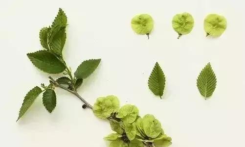如何区分榆树、榔榆、榉树、朴树等榆科植物?|朴树|榔榆|榉树_新浪新闻