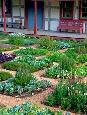 外国人的菜园,养生又养眼|庭院|绿色食品|无公害_新浪新闻